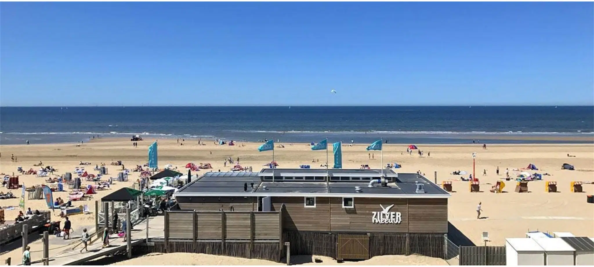 Zilvermeeuw